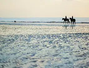 Chevaux à Deauville