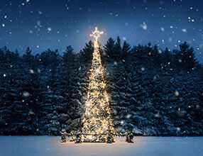 Sapin à la neige