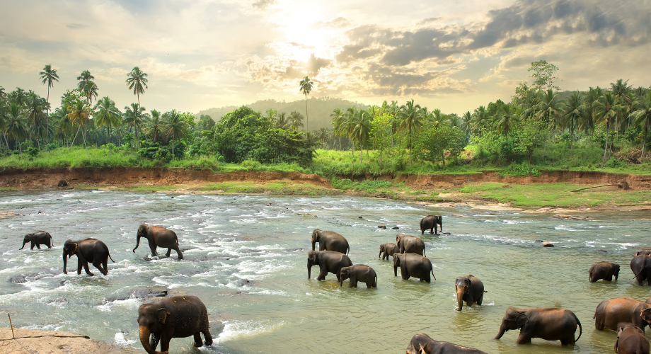 Sri Lanka - Club Framissima Evasion Turyaa Kalutara ****