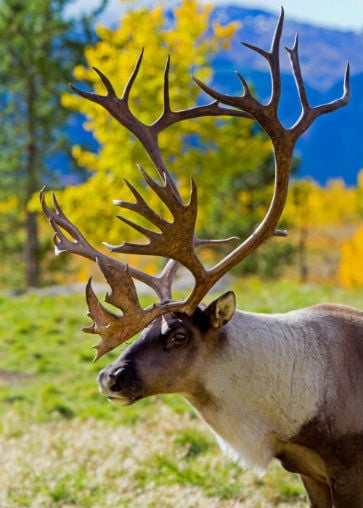 Caribou au canada
