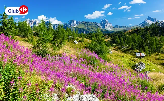 Nature & Campagne