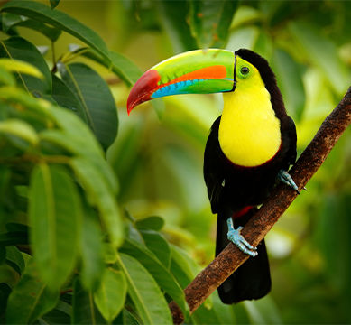 Toucan au Costa Rica