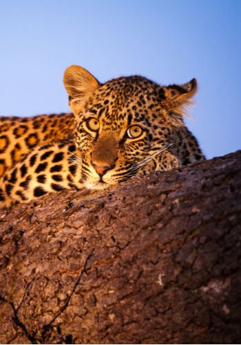 Les meilleures destinations en Afrique et Océan Indien