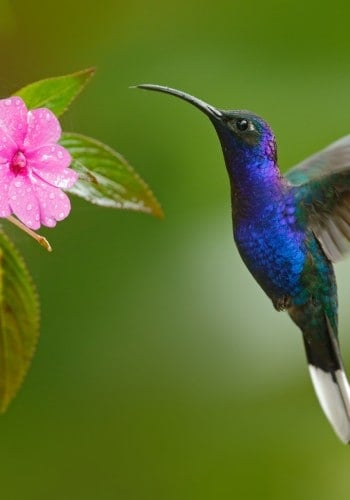 Que faire en Guadeloupe ?