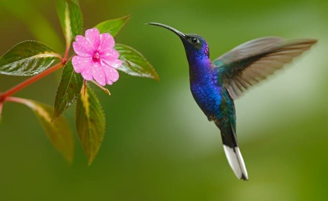 La Guadeloupe