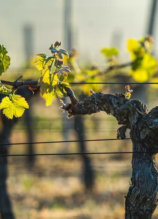 <h3>Week-ends oenologiques</h3>